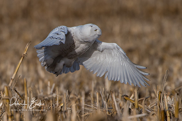 Snowy Owl 2014 0155