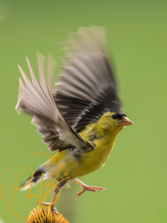 Indiana Birds and Wildlife 2025 9117-Edit