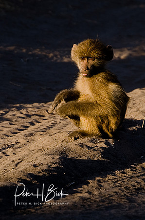 Africa 08 4883