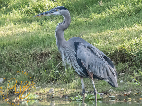 Indiana Birds and Wildlife 2025 9793-Edit