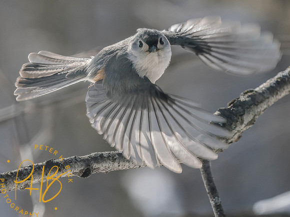 Indiana Birds and Wildlife 2025 2426-Edit