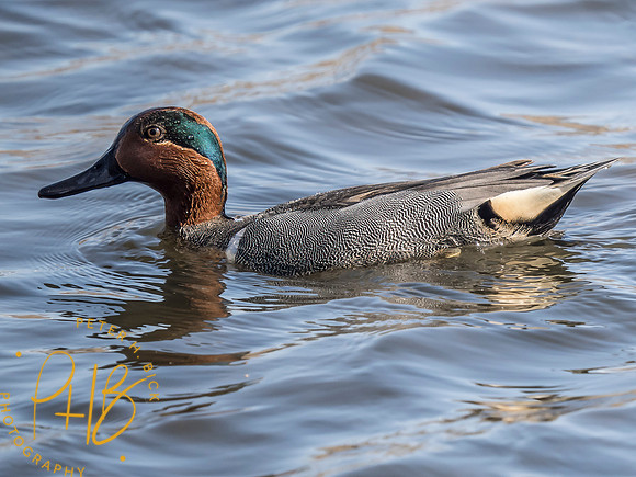 Indiana Birds and Wildlife 2025 3557-Edit