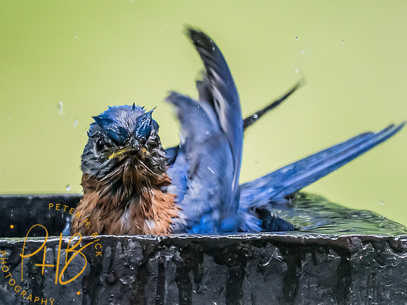 -Indiana Birds and Wildlife 2022 7099-Edit-Edit