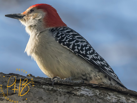 Indiana Birds and Wildlife 2025 2614-Edit