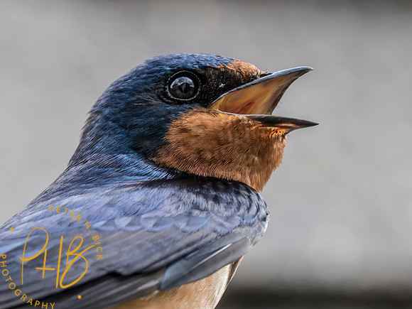 Indiana Birds and Wildlife 2025 7336-Edit