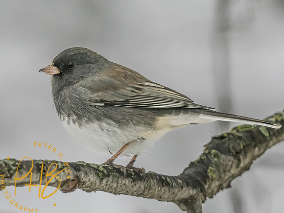 Indiana Birds and Wildlife 2024 0140-Edit
