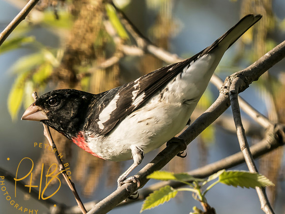 Indiana Birds and Wildlife 2025 4805-Edit