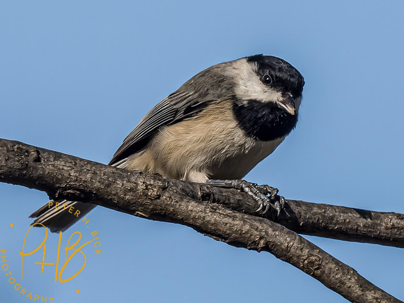 Indiana Birds and Wildlife 2024 1860-Edit