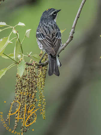 Indiana Birds and Wildlife 2025 4603-Edit