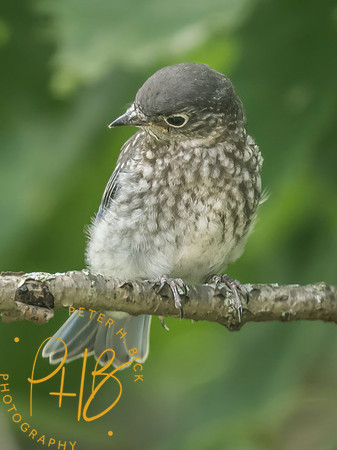 Indiana Birds and Wildlife 2025 7671-Edit
