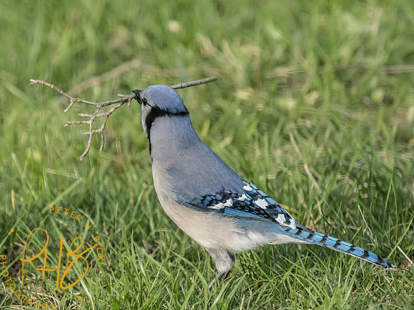 Indiana Birds and Wildlife 2025 4251-Edit