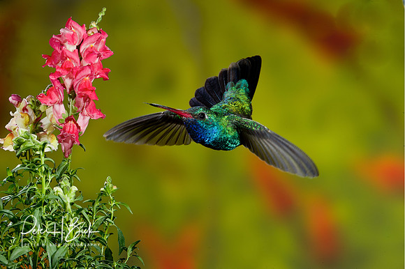 Broad-Billed Hummingbird 1355-Edit