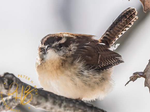 Indiana Birds and Wildlife 2025 0216-2-Edit