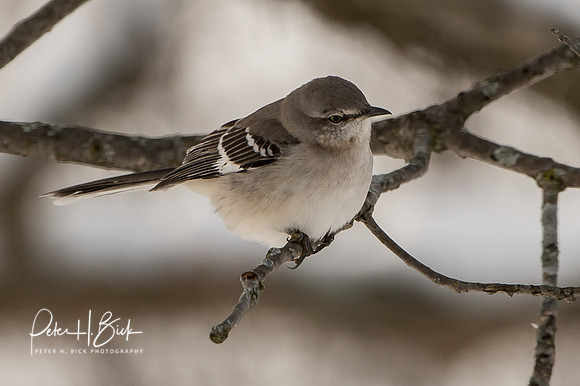 Zionsville Birds 2015 0035