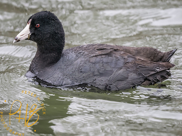 Indiana Birds and Wildlife 2025 4073-Edit