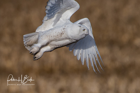 Snowy Owl 2014 0158
