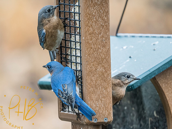 Indiana Birds and Wildlife 2024 0812-Edit