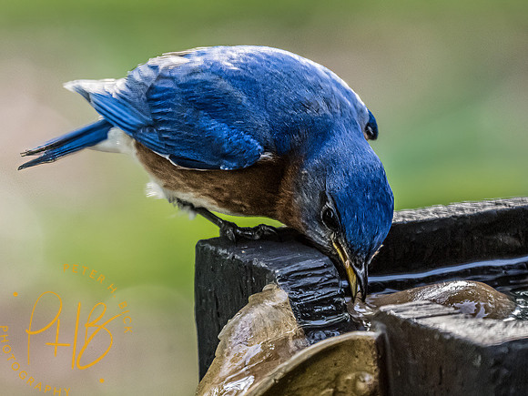 -Indiana Birds and Wildlife 2022 4839-Edit-Edit