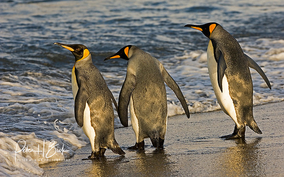 Antarctica 2-06 4753pc8x10