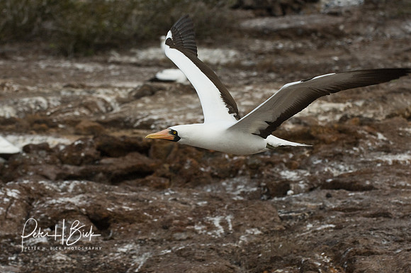 Galapagos 11-07 0932