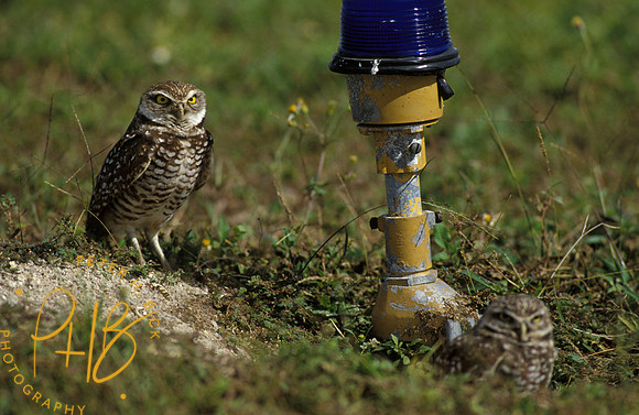 B Owl EG 92-2