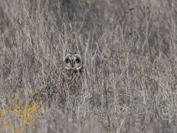 Indiana Birds and Wildlife 2024 1746-Edit