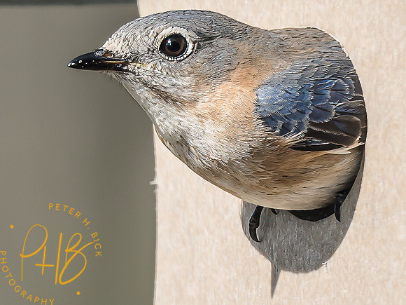 Indiana Birds and Wildlife 2025 4198-Edit