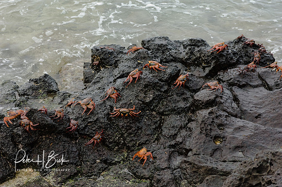 Galapagos 11-07 0431