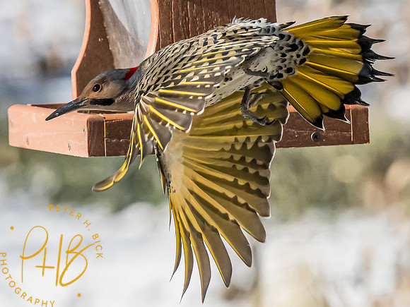 Indiana Birds and Wildlife 2025 1416-Edit