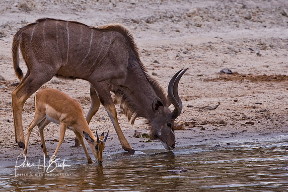 Africa 08 3436