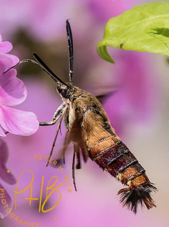 Indiana Birds and Wildlife 2025 9861
