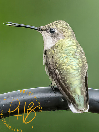 Indiana Birds and Wildlife 2025 9944-Edit-Edit