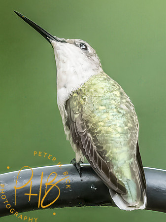 Indiana Birds and Wildlife 2025 9946-Edit-Edit