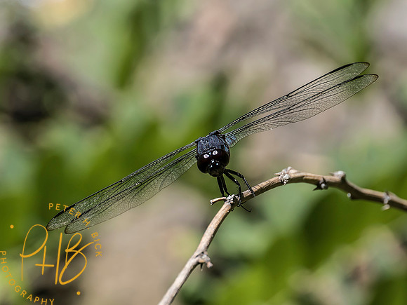 Indiana Birds and Wildlife 2025 9979-Edit