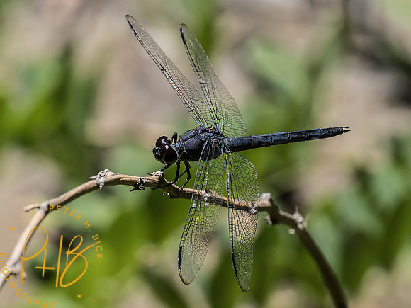 Indiana Birds and Wildlife 2025 9983-Edit