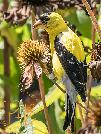 Indiana Birds and Wildlife 2025 10065-Edit-Edit