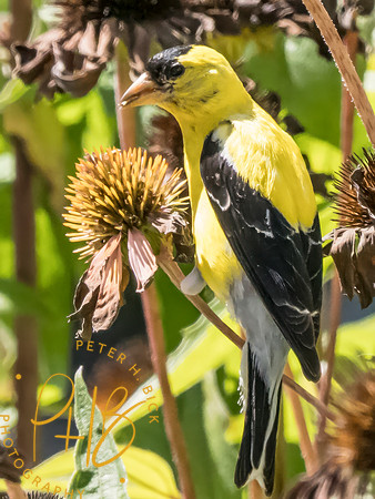 Indiana Birds and Wildlife 2025 10065-Edit