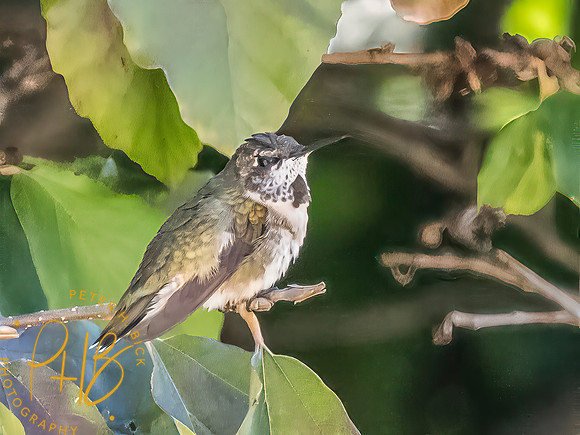 Indiana Birds and Wildlife 2025 10108-Edit-Edit