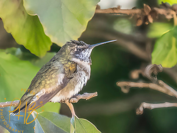 Indiana Birds and Wildlife 2025 10112-Edit-Edit