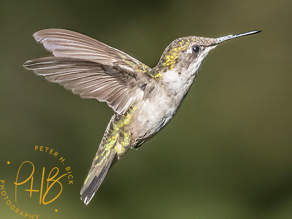 Indiana Birds and Wildlife 2025 10158-Edit-Edit