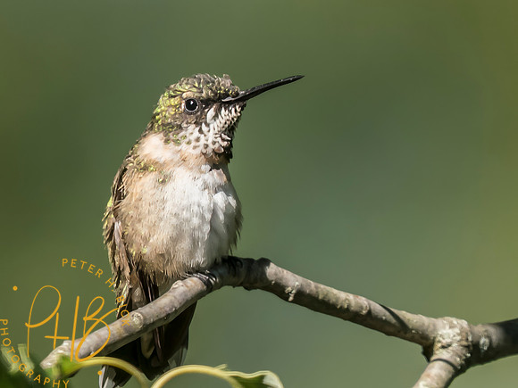 Indiana Birds and Wildlife 2025 10189-Edit