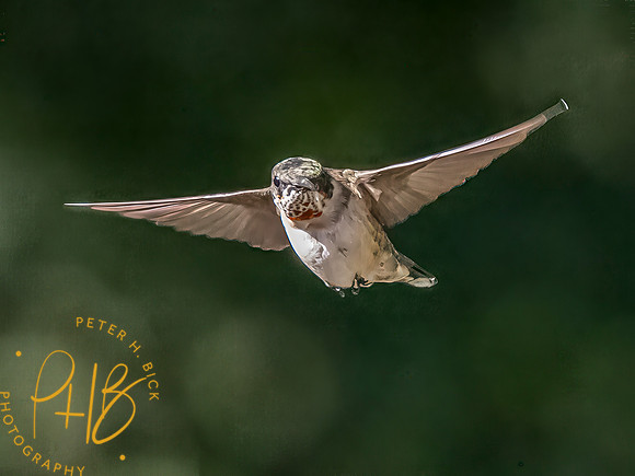 Indiana Birds and Wildlife 2025 10203-Edit-Edit
