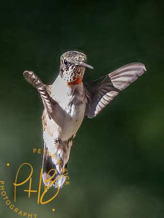 Indiana Birds and Wildlife 2025 10206-Edit-Edit