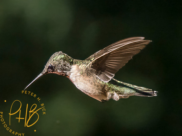 Indiana Birds and Wildlife 2025 10217-Edit