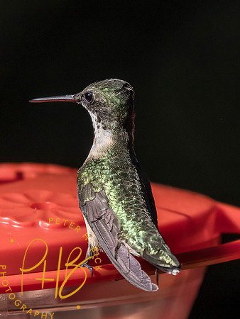 Indiana Birds and Wildlife 2025 10226-Edit