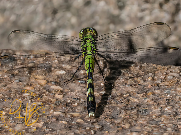 Indiana Birds and Wildlife 2025 10232-Edit-Edit