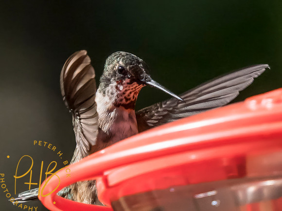 Indiana Birds and Wildlife 2025 10244-Edit