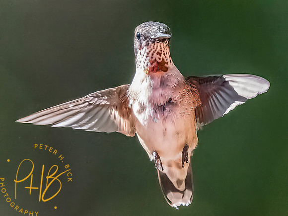 Indiana Birds and Wildlife 2025 10249-Edit-Edit