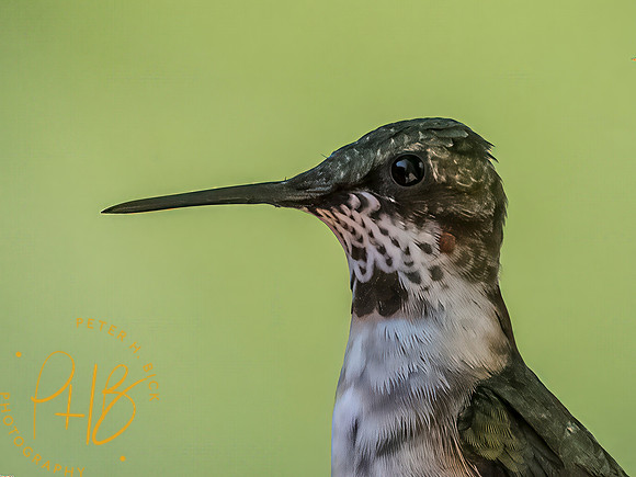Indiana Birds and Wildlife 2025 10272-Edit-Edit