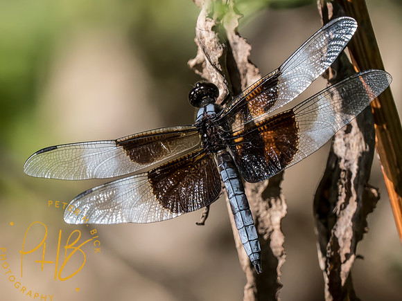 Indiana Birds and Wildlife 2025 10296-Edit